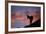 Dall's Sheep at Polychrome Pass-Paul Souders-Framed Photographic Print