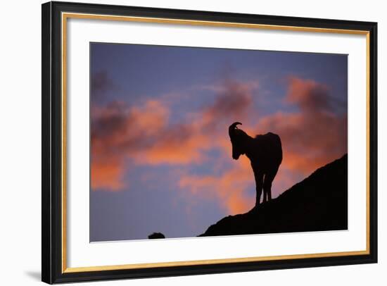 Dall's Sheep at Polychrome Pass-Paul Souders-Framed Photographic Print