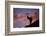 Dall's Sheep at Polychrome Pass-Paul Souders-Framed Photographic Print