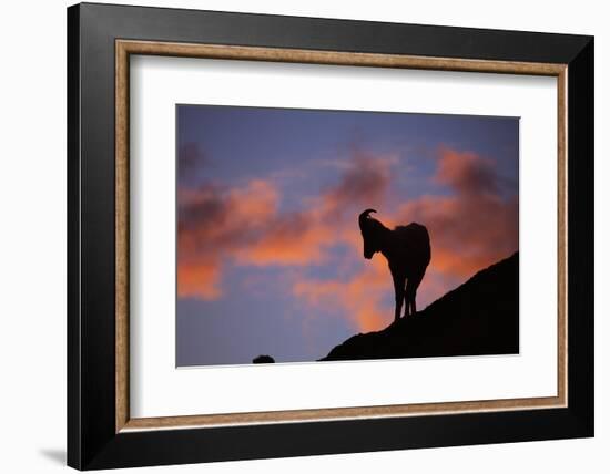 Dall's Sheep at Polychrome Pass-Paul Souders-Framed Photographic Print