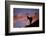 Dall's Sheep at Polychrome Pass-Paul Souders-Framed Photographic Print