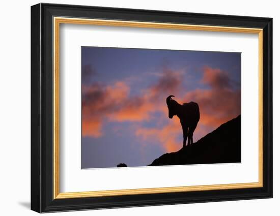 Dall's Sheep at Polychrome Pass-Paul Souders-Framed Photographic Print