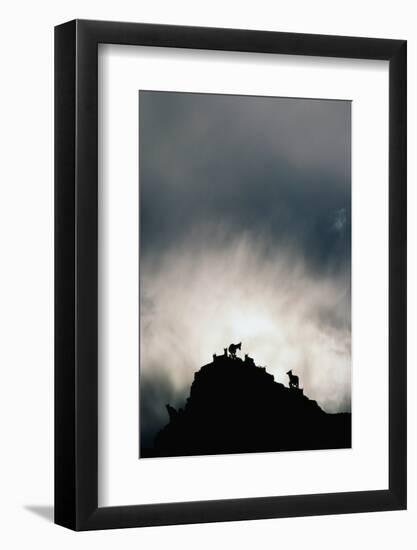 Dall's Sheep on Cliff at Sunset-Paul Souders-Framed Photographic Print