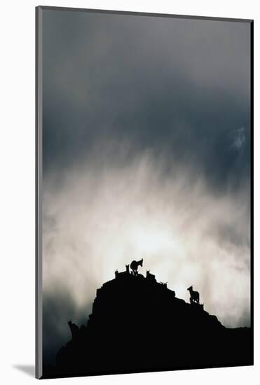 Dall's Sheep on Cliff at Sunset-Paul Souders-Mounted Photographic Print