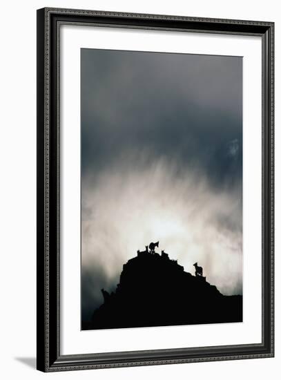 Dall's Sheep on Cliff at Sunset-Paul Souders-Framed Photographic Print