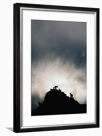 Dall's Sheep on Cliff at Sunset-Paul Souders-Framed Photographic Print