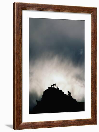 Dall's Sheep on Cliff at Sunset-Paul Souders-Framed Photographic Print