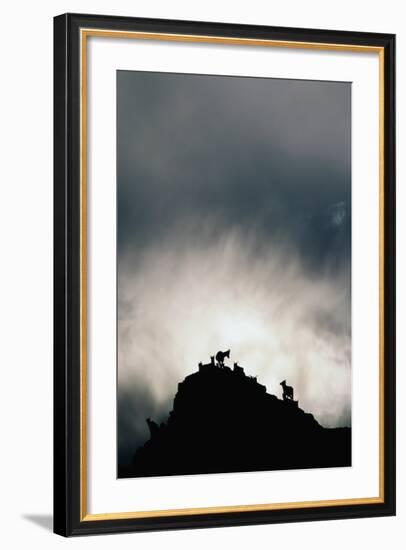 Dall's Sheep on Cliff at Sunset-Paul Souders-Framed Photographic Print