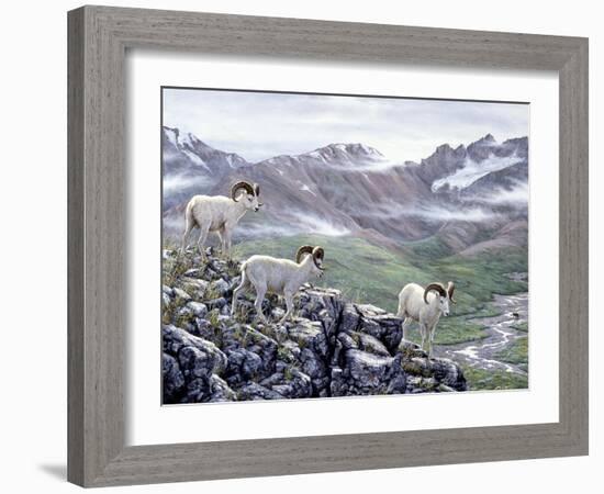 Dall Sheep at Denali-Jeff Tift-Framed Giclee Print