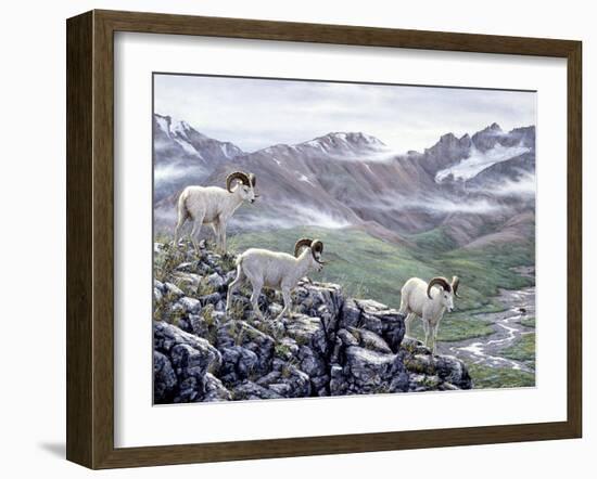 Dall Sheep at Denali-Jeff Tift-Framed Giclee Print