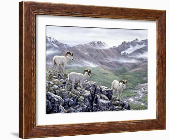 Dall Sheep at Denali-Jeff Tift-Framed Giclee Print
