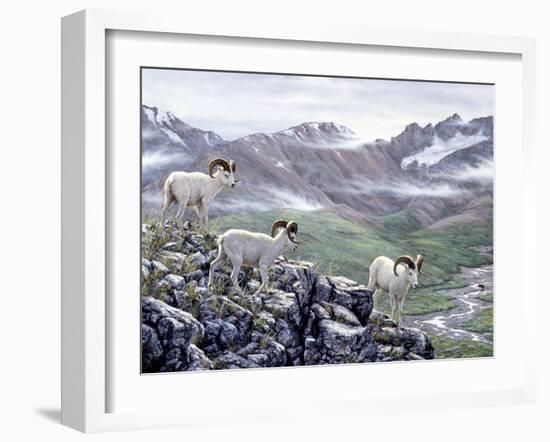 Dall Sheep at Denali-Jeff Tift-Framed Giclee Print