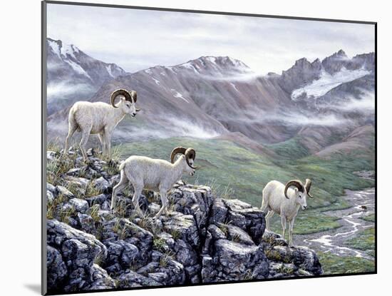 Dall Sheep at Denali-Jeff Tift-Mounted Giclee Print