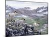 Dall Sheep at Denali-Jeff Tift-Mounted Giclee Print