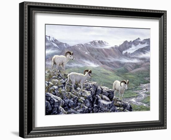 Dall Sheep at Denali-Jeff Tift-Framed Premium Giclee Print