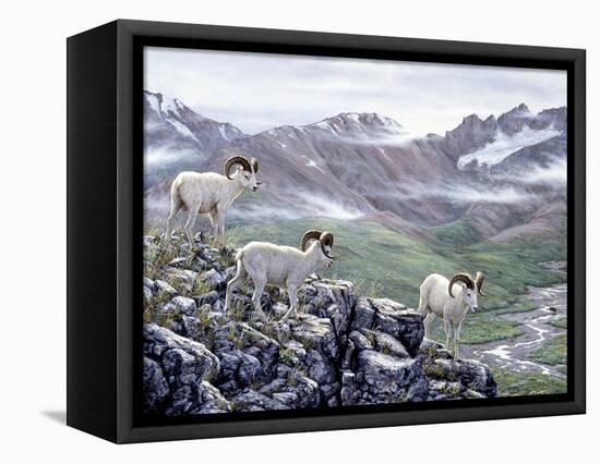 Dall Sheep at Denali-Jeff Tift-Framed Premier Image Canvas