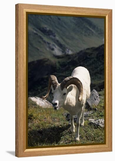 Dall Sheep, Dall Ram, Wildlife, Denali National Park, Alaska, USA-Gerry Reynolds-Framed Premier Image Canvas