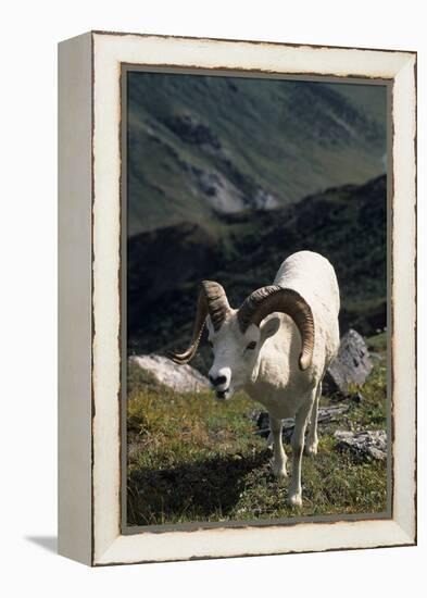 Dall Sheep, Dall Ram, Wildlife, Denali National Park, Alaska, USA-Gerry Reynolds-Framed Premier Image Canvas