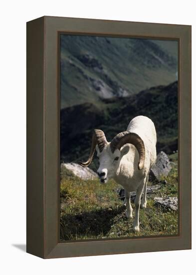 Dall Sheep, Dall Ram, Wildlife, Denali National Park, Alaska, USA-Gerry Reynolds-Framed Premier Image Canvas