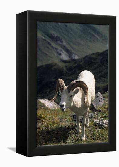 Dall Sheep, Dall Ram, Wildlife, Denali National Park, Alaska, USA-Gerry Reynolds-Framed Premier Image Canvas