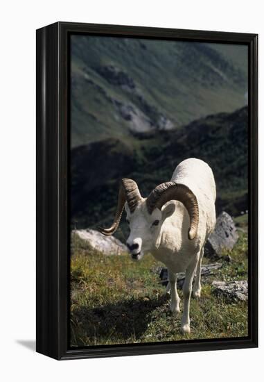 Dall Sheep, Dall Ram, Wildlife, Denali National Park, Alaska, USA-Gerry Reynolds-Framed Premier Image Canvas