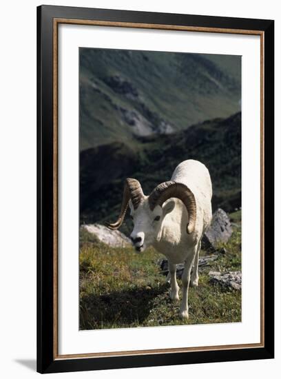 Dall Sheep, Dall Ram, Wildlife, Denali National Park, Alaska, USA-Gerry Reynolds-Framed Photographic Print