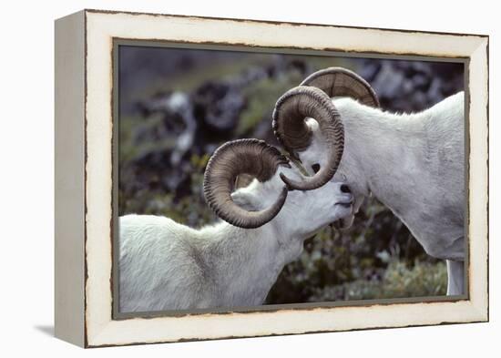 Dall Sheep, Dall Ram, Wildlife, Denali National Park, Alaska, USA-Gerry Reynolds-Framed Premier Image Canvas