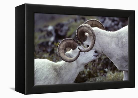 Dall Sheep, Dall Ram, Wildlife, Denali National Park, Alaska, USA-Gerry Reynolds-Framed Premier Image Canvas