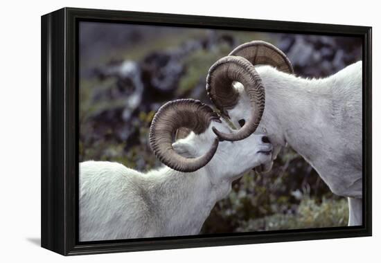 Dall Sheep, Dall Ram, Wildlife, Denali National Park, Alaska, USA-Gerry Reynolds-Framed Premier Image Canvas