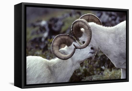 Dall Sheep, Dall Ram, Wildlife, Denali National Park, Alaska, USA-Gerry Reynolds-Framed Premier Image Canvas