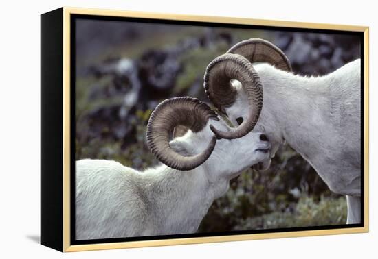 Dall Sheep, Dall Ram, Wildlife, Denali National Park, Alaska, USA-Gerry Reynolds-Framed Premier Image Canvas