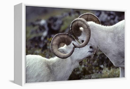 Dall Sheep, Dall Ram, Wildlife, Denali National Park, Alaska, USA-Gerry Reynolds-Framed Premier Image Canvas