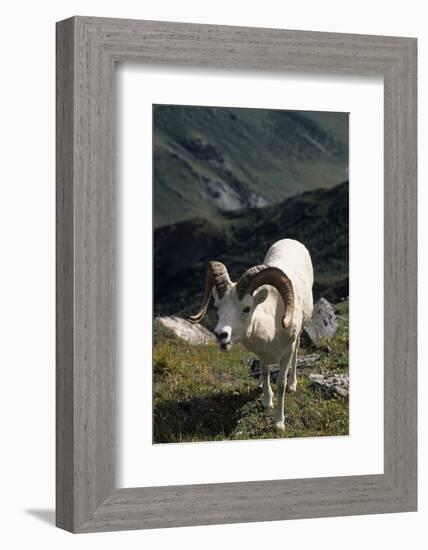 Dall Sheep, Dall Ram, Wildlife, Denali National Park, Alaska, USA-Gerry Reynolds-Framed Photographic Print