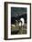 Dall Sheep, Dall Ram, Wildlife, Denali National Park, Alaska, USA-Gerry Reynolds-Framed Photographic Print