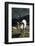 Dall Sheep, Dall Ram, Wildlife, Denali National Park, Alaska, USA-Gerry Reynolds-Framed Photographic Print