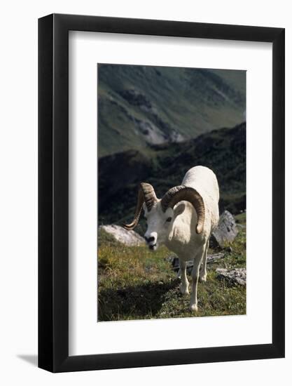 Dall Sheep, Dall Ram, Wildlife, Denali National Park, Alaska, USA-Gerry Reynolds-Framed Photographic Print