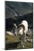 Dall Sheep, Dall Ram, Wildlife, Denali National Park, Alaska, USA-Gerry Reynolds-Mounted Photographic Print