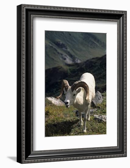 Dall Sheep, Dall Ram, Wildlife, Denali National Park, Alaska, USA-Gerry Reynolds-Framed Photographic Print
