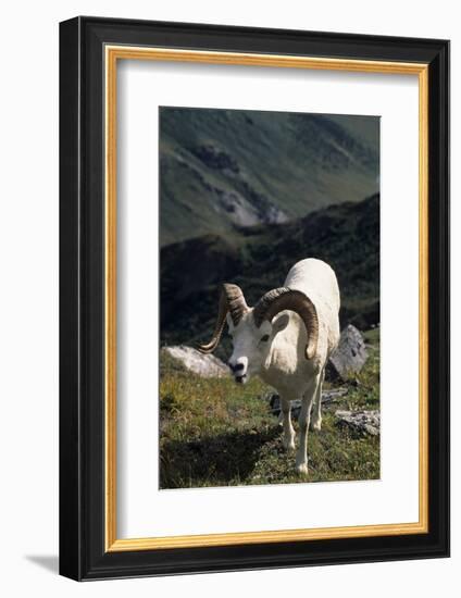 Dall Sheep, Dall Ram, Wildlife, Denali National Park, Alaska, USA-Gerry Reynolds-Framed Photographic Print