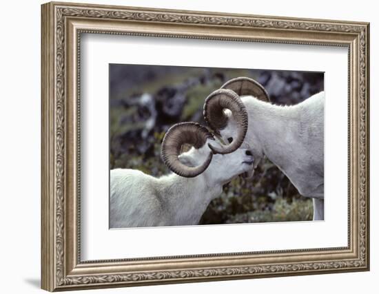 Dall Sheep, Dall Ram, Wildlife, Denali National Park, Alaska, USA-Gerry Reynolds-Framed Photographic Print