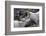 Dall Sheep, Dall Ram, Wildlife, Denali National Park, Alaska, USA-Gerry Reynolds-Framed Photographic Print