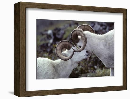 Dall Sheep, Dall Ram, Wildlife, Denali National Park, Alaska, USA-Gerry Reynolds-Framed Photographic Print