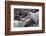 Dall Sheep, Dall Ram, Wildlife, Denali National Park, Alaska, USA-Gerry Reynolds-Framed Photographic Print