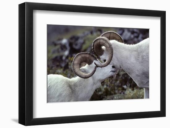 Dall Sheep, Dall Ram, Wildlife, Denali National Park, Alaska, USA-Gerry Reynolds-Framed Photographic Print