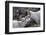 Dall Sheep, Dall Ram, Wildlife, Denali National Park, Alaska, USA-Gerry Reynolds-Framed Photographic Print