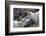 Dall Sheep, Dall Ram, Wildlife, Denali National Park, Alaska, USA-Gerry Reynolds-Framed Photographic Print