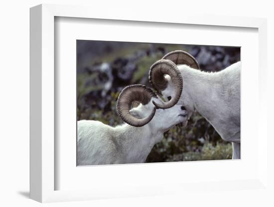 Dall Sheep, Dall Ram, Wildlife, Denali National Park, Alaska, USA-Gerry Reynolds-Framed Photographic Print