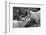 Dall Sheep, Dall Ram, Wildlife, Denali National Park, Alaska, USA-Gerry Reynolds-Framed Photographic Print