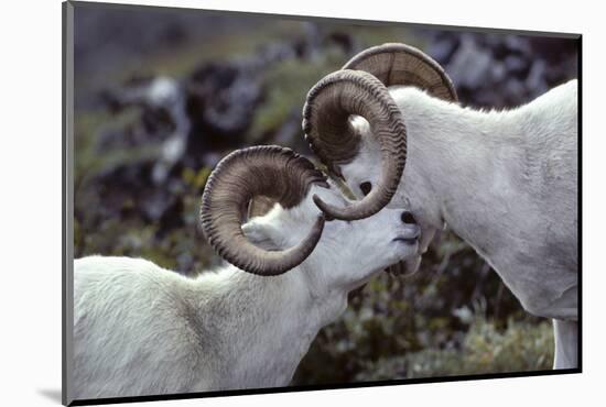 Dall Sheep, Dall Ram, Wildlife, Denali National Park, Alaska, USA-Gerry Reynolds-Mounted Photographic Print