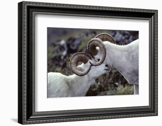 Dall Sheep, Dall Ram, Wildlife, Denali National Park, Alaska, USA-Gerry Reynolds-Framed Photographic Print